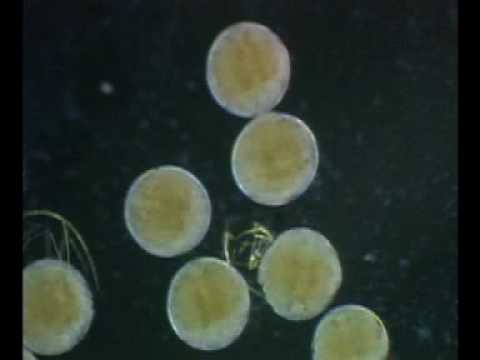 分子生命科学科 Daphnia magna - The Hatch