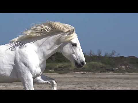 You Can’t Take Me (Bryan Adams) - Spirit: Stallion of the Cimarron