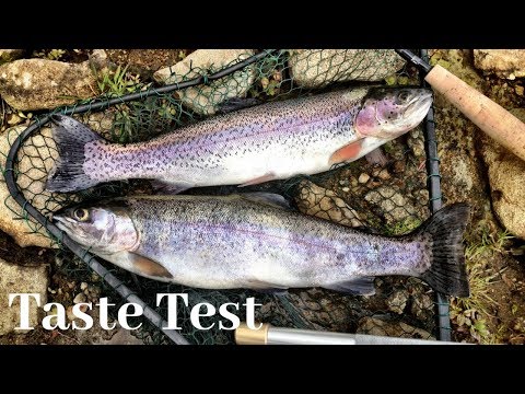 download lagu mp3 mp4 Sea Trout Vs Salmon Taste, download lagu Sea Trout Vs Salmon Taste gratis, unduh video klip Sea Trout Vs Salmon Taste