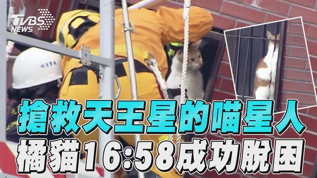花蓮地震/手被咬濺血不放棄!雲梯車出動 救下天王星萌貓「橘子」