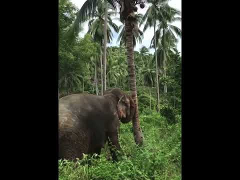 തെങ്ങ് കുത്തി മറിക്കുന്ന ആന#Elephant pulling down Coconut Tree#WildElephant#Ecostocker