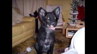 You&#39;ve Got A Friend - Me First and the Gimme Gimmes