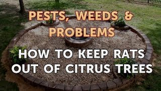 How to Keep Rats Out of Citrus Trees