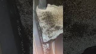 What to do when your car floor is soaked…#carpetcleaning #car