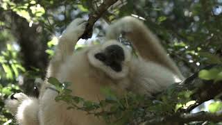 Gibbonun sabah şarkıları