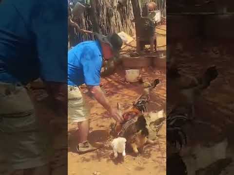 Juá Queimada Nova-PI , 30 nov. 2025 # pega a galinha