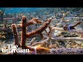 Previously Unheard Fish Sounds From Restored Coral Reef Whoops Purrs And Grunts