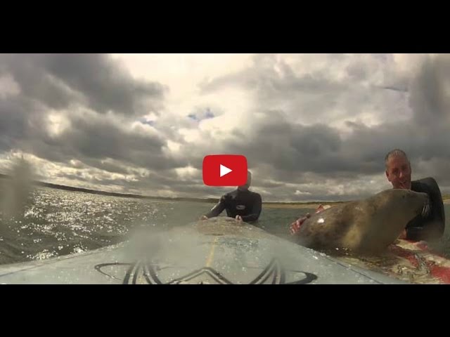 Surfing’s Got This Little Guy’s Seal of Approval