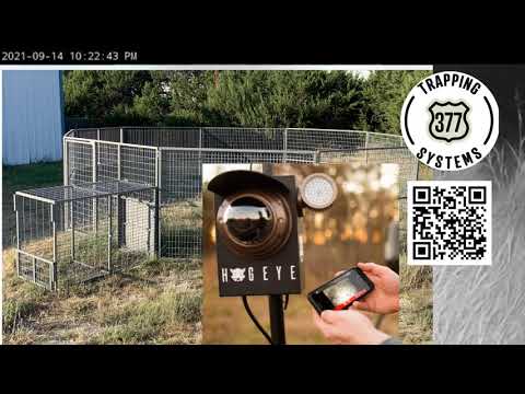 Ep.004 | HogEye | Hog Removal Service | 1 Hog Trapped | 377 Trapping Systems | AA Hogs B Gone