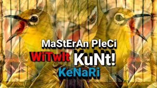 Download lagu MASTERAN PLECI NEMBAK WITWIT SAMBUNG KUNTI DAN KENARI mp3