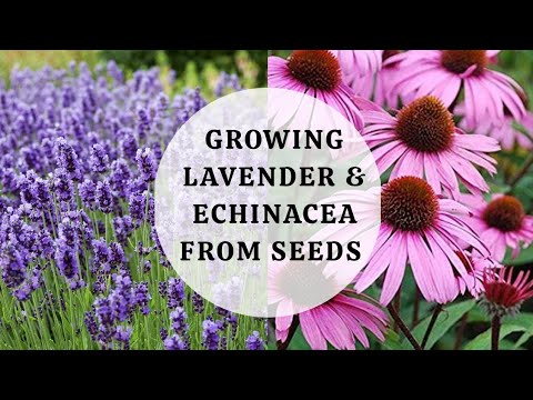 Growing Lavender and Echinacea from seeds with results ~ 3 months germination and seedlings  update