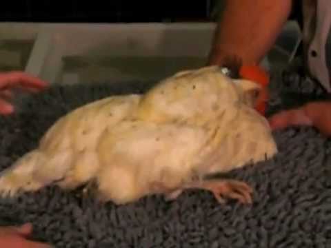 Massage für Henne Laura - Hen gets a massage at the vet