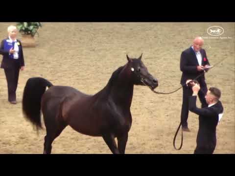 Aja Sanagor   UKIAHS 2015