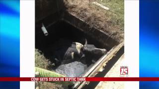 Cow Rescued from Septic Tank