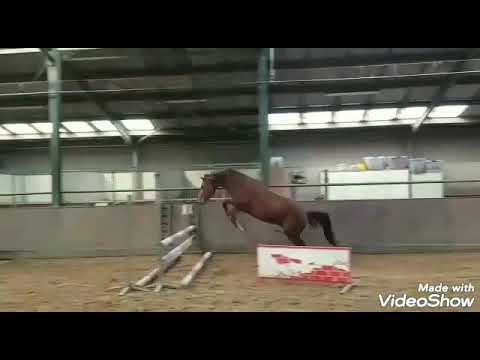 Contendro ll X Lordanos