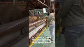 Llamas, Alpacas y Vicuñas 🦙🇵🇪 #travelblogger