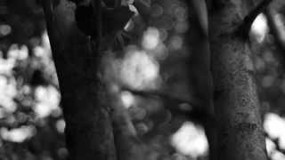 Survivor Tree by Men in My Head