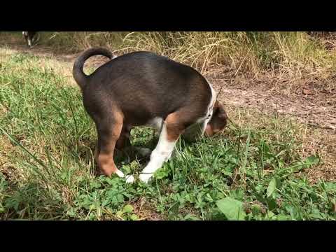 Deutsche Bracke Welpen: Der Wald ruft! Und schreit nach Bracken!🦌🐗🐶 Waldspaziergang