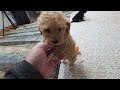 Miniature Poodle dogs for sale: Jack - Video 1