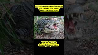 Download lagu Buaya Makan Kepala Babi mp3