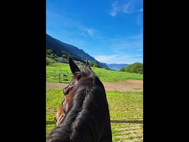 A vendre cheval polyvalent 8 ans