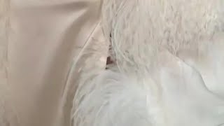 Que va porter #HaileyBieber sur le #redcarpet du #MetGala2023 ?