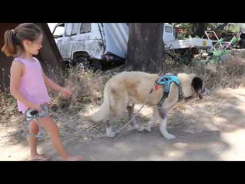 Lucky Dogs Montemor
