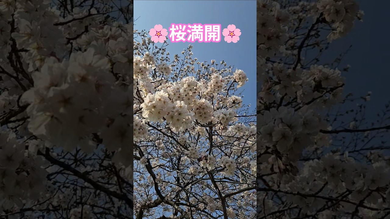 🌸桜満開🌸