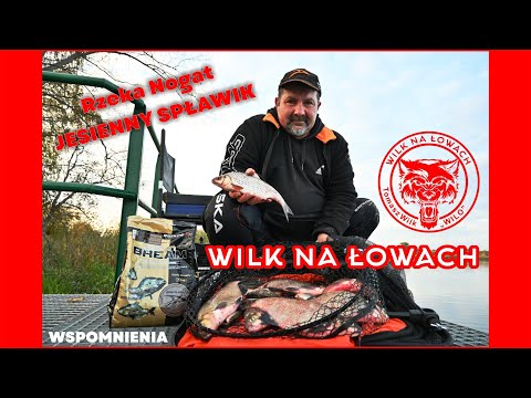 Zanęta Genlog Golden Bream - Melasa 3kg film wideo