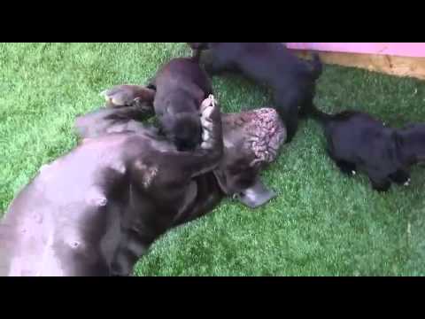 Bordeaux-Dogge x Mastino Napoletano