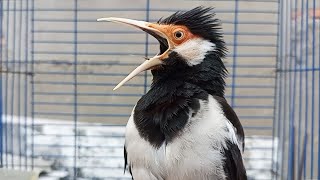 Download lagu Pancingan Jalak Suren Gacor Emosi Bongkar Isian - Masteran Suara Burung Jalak Gacor Full Isian Mewah mp3