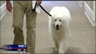 Hometown Hero: Winston the Great Pyrenees