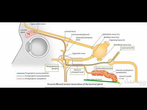 Pterygopalatine ganglion 5