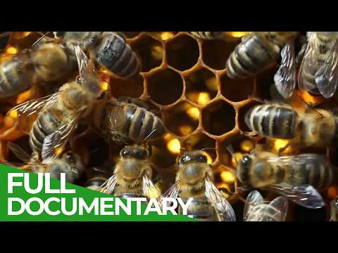Wild Bees Nature's little Helpers