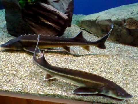 JESETER MALY 2100L AKVARKO 05