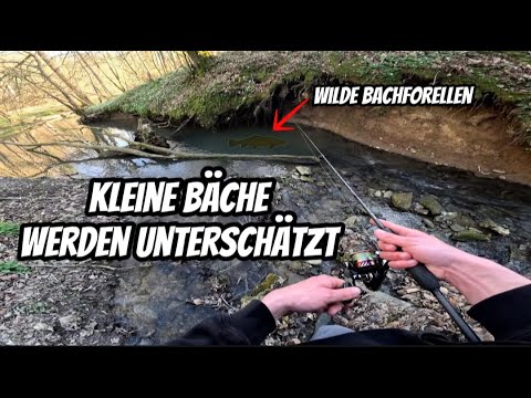 Was schwimmt in diesem Bach ? Erfolgreich angeln auf Bachforelle