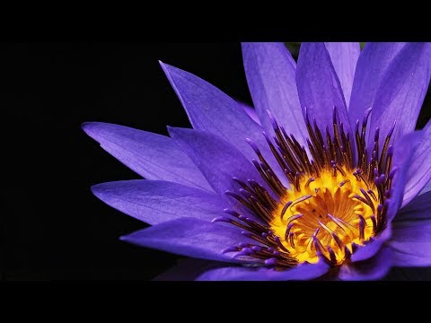 Die Wissenschaft des Reich-Werdens 🌻 Hörbuch Wallace Wattles