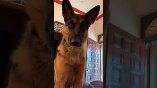 German shepherd dog confused 🫤 cute dog videos funny dog videos trending amazing dog videos happy