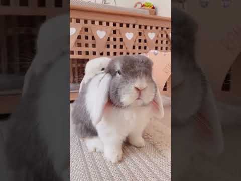 Bunnies are boss 🙊 Funny Bunny | Funny Pets
