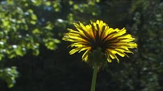 HÍREK A TERMÉSZETBŐL