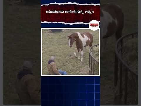 యజమానిని కాపాడుకున్న అశ్వం