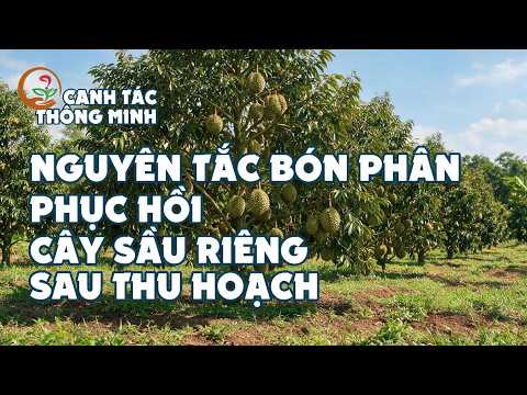 Canh Tác Thông Minh | Nguyên Tắc Bón Phân Phục Hồi Cây Sầu Riêng Sau Thu Hoạch 🌿
