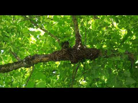 Inwazja pszczół ??? Uciekasz czy obserwujesz?