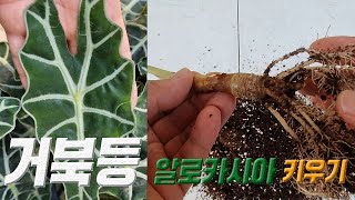 알로카시아 아마조니카 키우기 