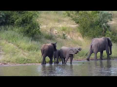 Djuma: Elephant herd - 15:55 - 03/19/20
