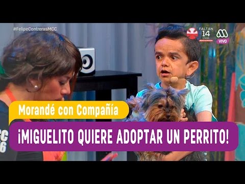 Miguelito quiere adoptar un perrito - Morandé con Compañía 2016