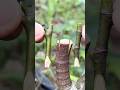 Unique technique for Jackfruit Grafting | how to graft jackfruit tree.