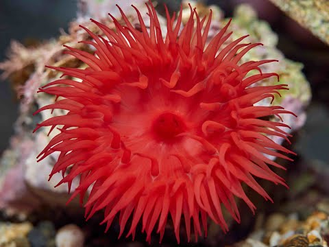 Tomate de mar ACTINIA EQUINA abriéndose... (Cámara rápida)