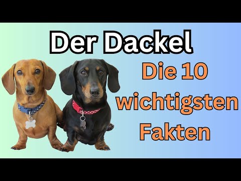 Dachshund 🐶 The 10 most important facts about the Dachshund