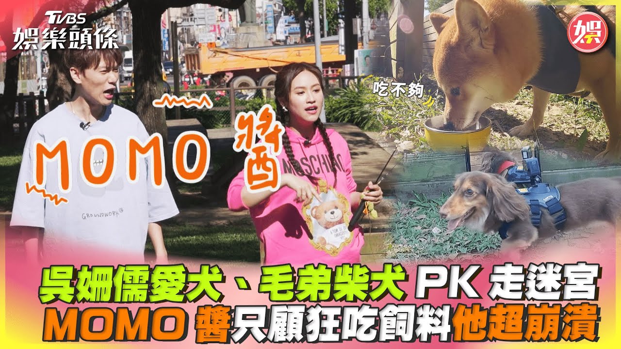 影音/吳姍儒愛犬、毛弟柴犬PK走迷宮 MOMO醬狂吃飼料他崩潰